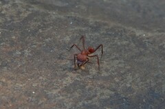 Acromyrmex octospinosus