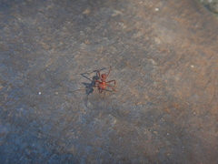 Acromyrmex octospinosus