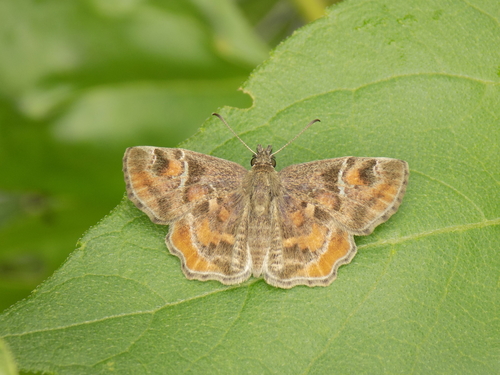 Texas Powdered Skipper