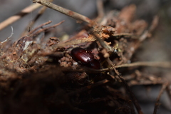 Pterostichus angustus