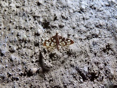Phostria