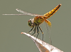 Aethriamanta brevipennis