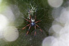 Trichonephila inaurata