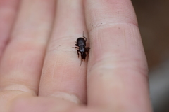 Pterostichus angustus