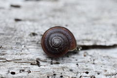 Helminthoglypta dupetithouarsi