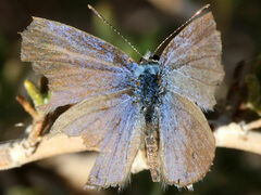 Hemiargus ceraunus