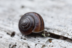 Helminthoglypta dupetithouarsi