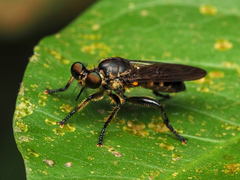 Laphriini