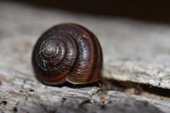 Helminthoglypta dupetithouarsi