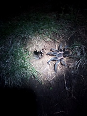 Aphonopelma seemanni