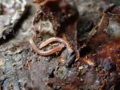 Blaniulus guttulatus