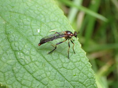 Asilidae