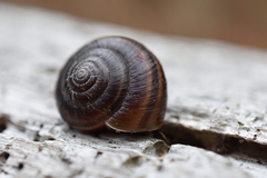 Helminthoglypta dupetithouarsi