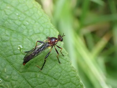 Asilidae