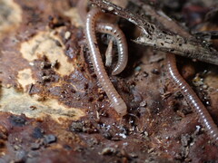 Blaniulus guttulatus