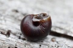 Helminthoglypta dupetithouarsi