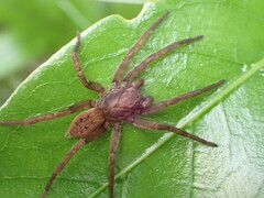 Uliodon