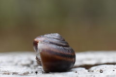 Helminthoglypta dupetithouarsi