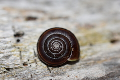 Helminthoglypta dupetithouarsi