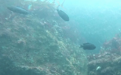 Chromis punctipinnis