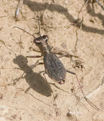 Parvindela celeripes