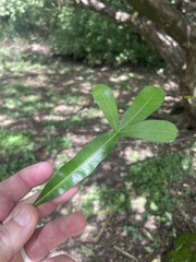 Crescentia alata