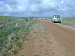Acanthocladium dockeri
