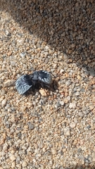 Gyriosomus