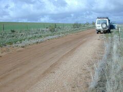 Acanthocladium dockeri