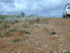 Acanthocladium dockeri