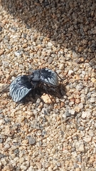 Gyriosomus
