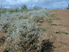 Acanthocladium dockeri