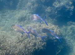 Caranx melampygus