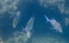 Caranx melampygus