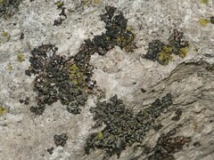 Phaeophyscia rubropulchra