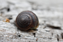 Helminthoglypta dupetithouarsi