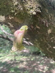 Crescentia alata