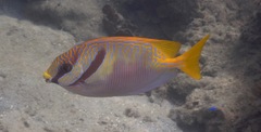 Siganus doliatus