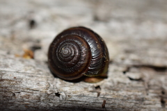 Helminthoglypta dupetithouarsi