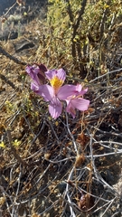 Alstroemeria philippii