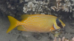 Siganus puellus