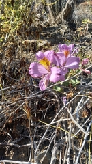 Alstroemeria philippii