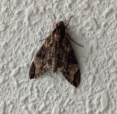 Psilogramma menephron