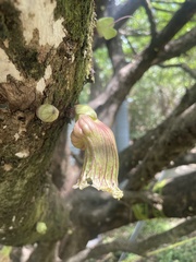 Crescentia alata