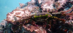 Grapsus