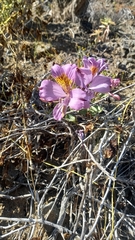 Alstroemeria philippii
