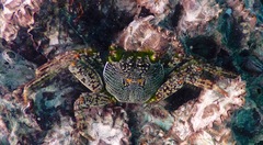Grapsus