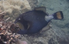 Balistoides viridescens