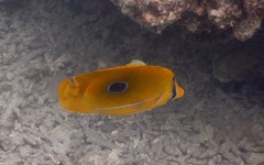 Chaetodon bennetti