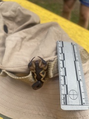 Centruroides edwardsii